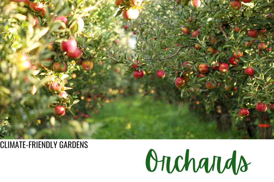 orchards